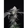 High Society, Фасовка: 5, изображение 4